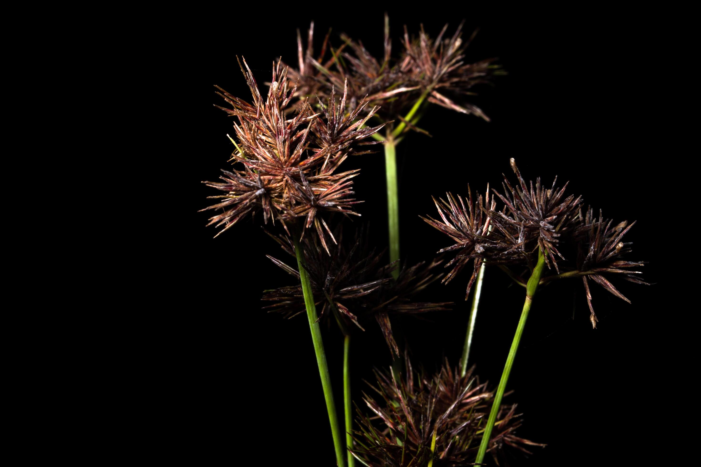 Wildflowers on a black background 1224193 Stock Photo at Vecteezy