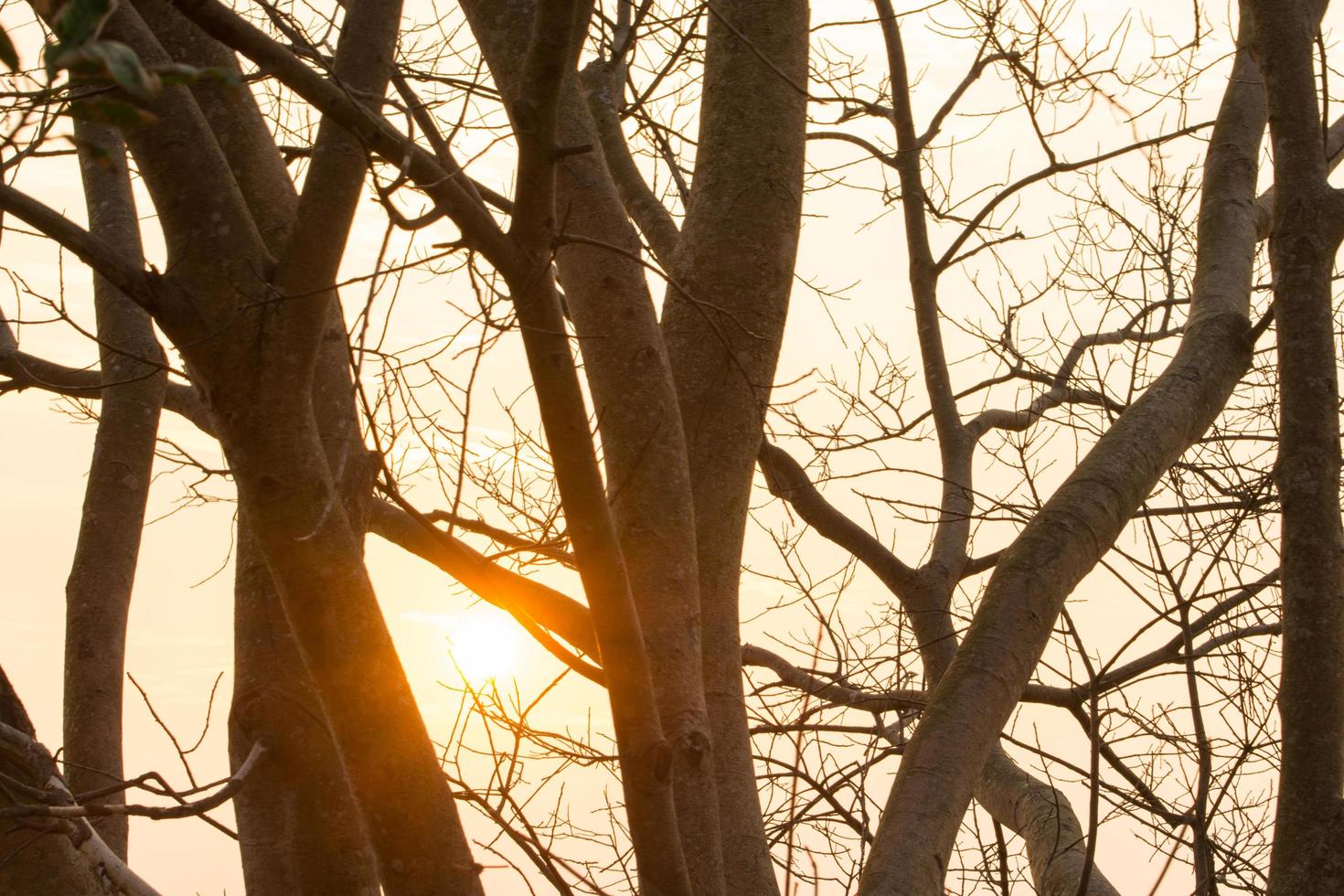 silueta de árboles al atardecer foto