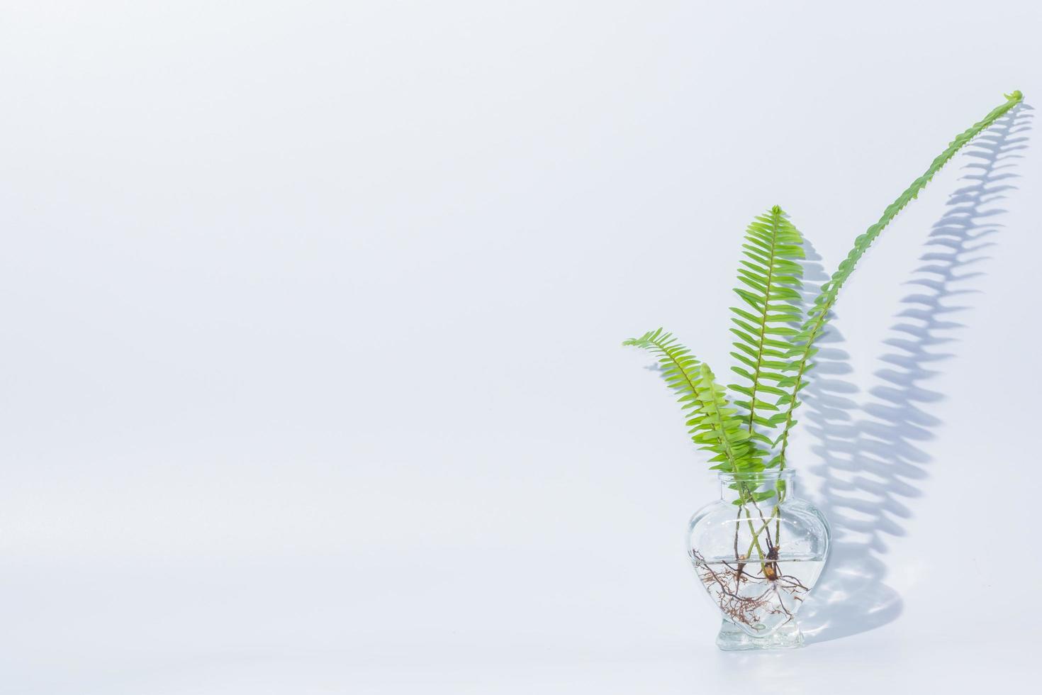 Ferns in clear glass bottle  photo