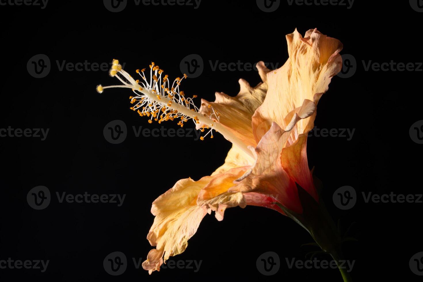 Macro hibiscus flower photo