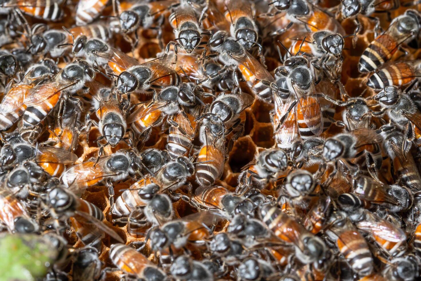 Macro bee nest photo