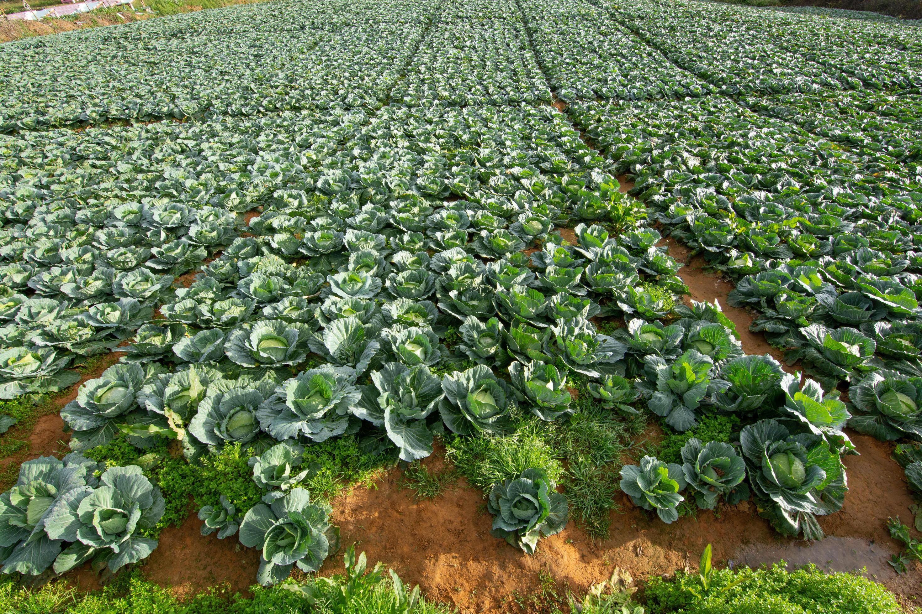 Vegetable garden cabbage field 1224240 Stock Photo at Vecteezy