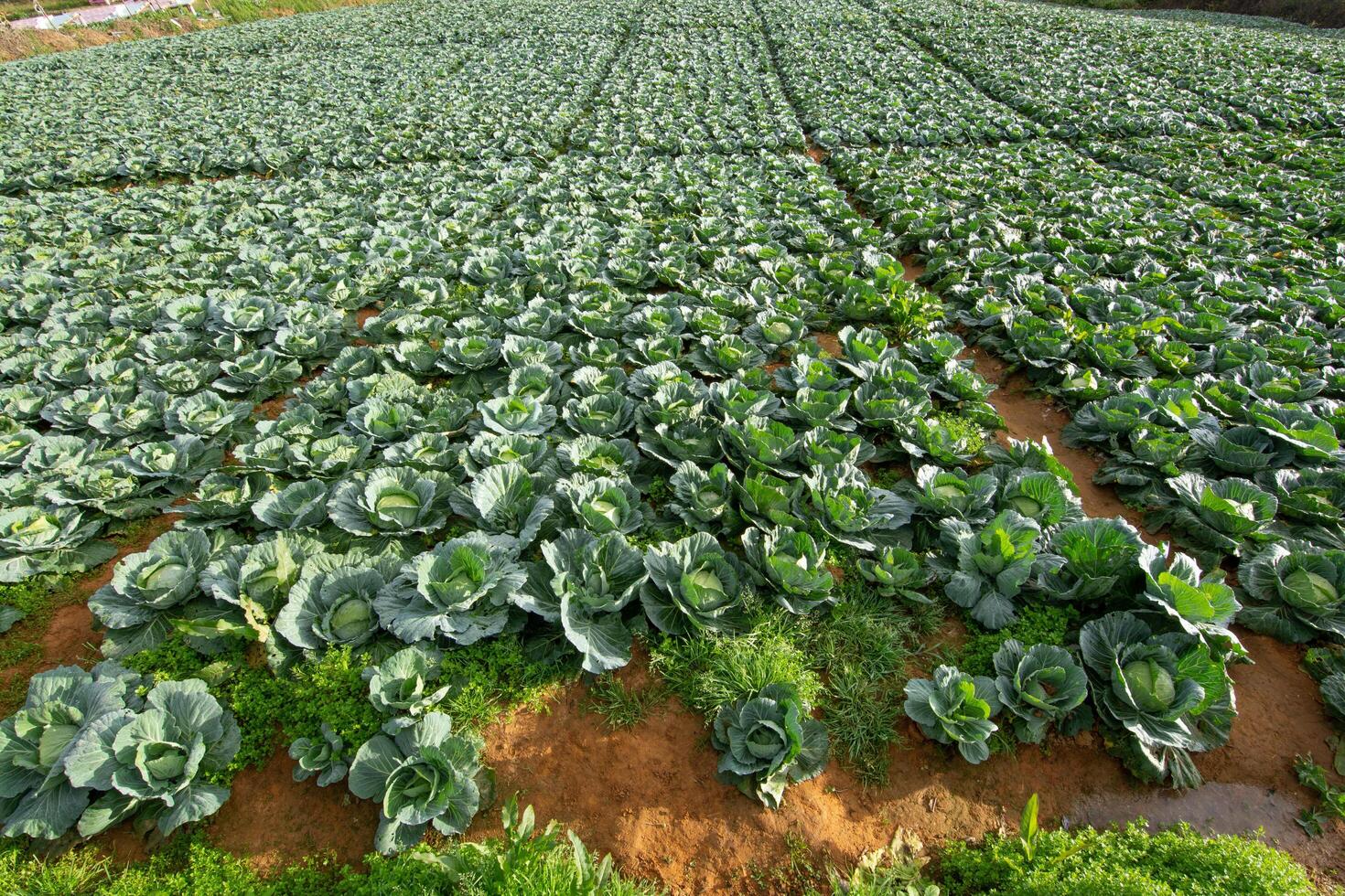 Vegetable garden cabbage field 1224240 Stock Photo at Vecteezy