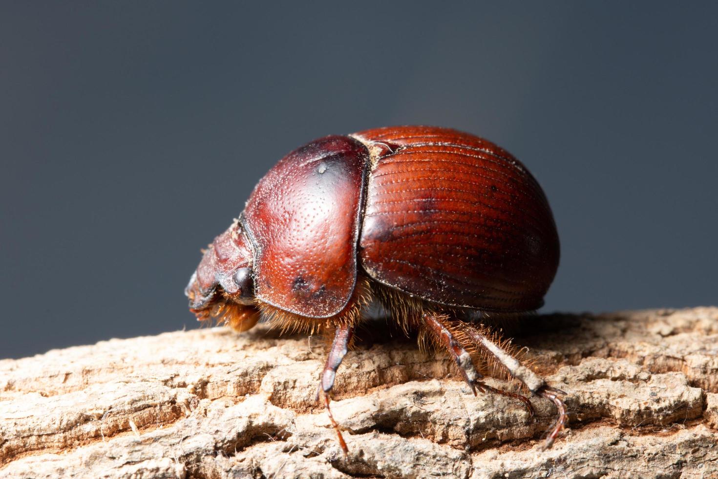 Brown scarab beetle photo