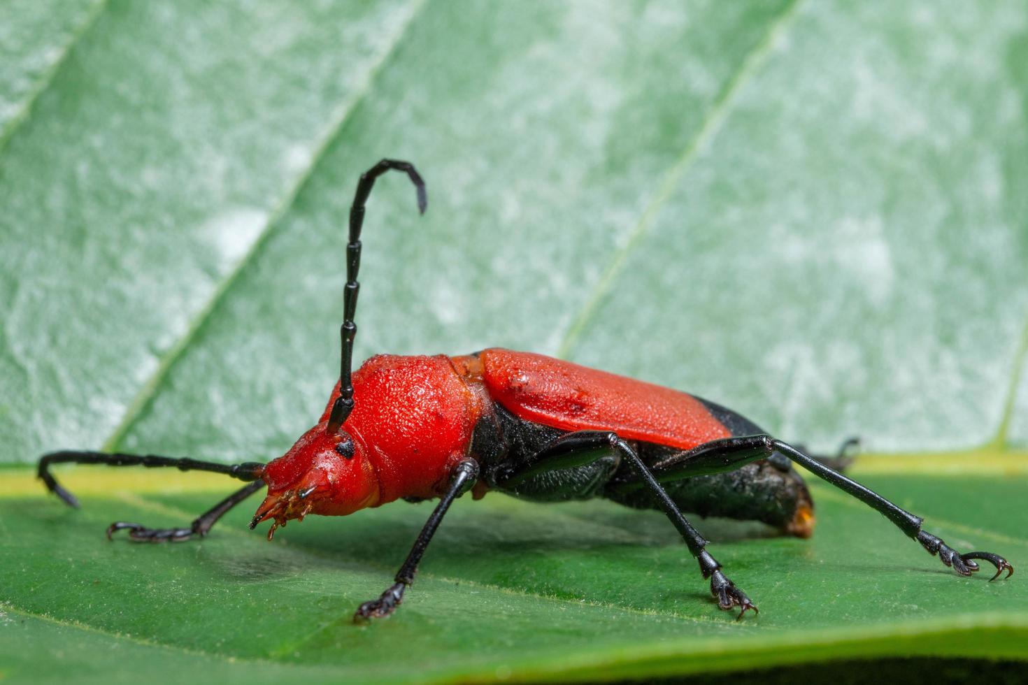 macro insecto cerambycidae rojo foto