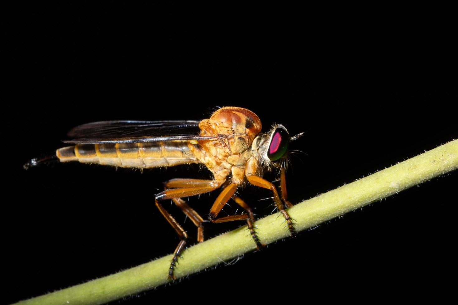 ladrón vuela en la naturaleza foto