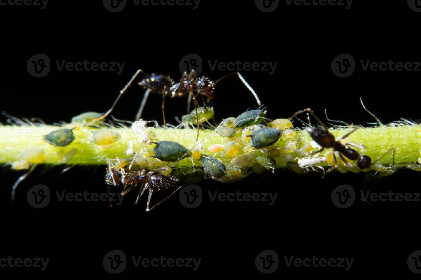 Macro aphids with ants photo
