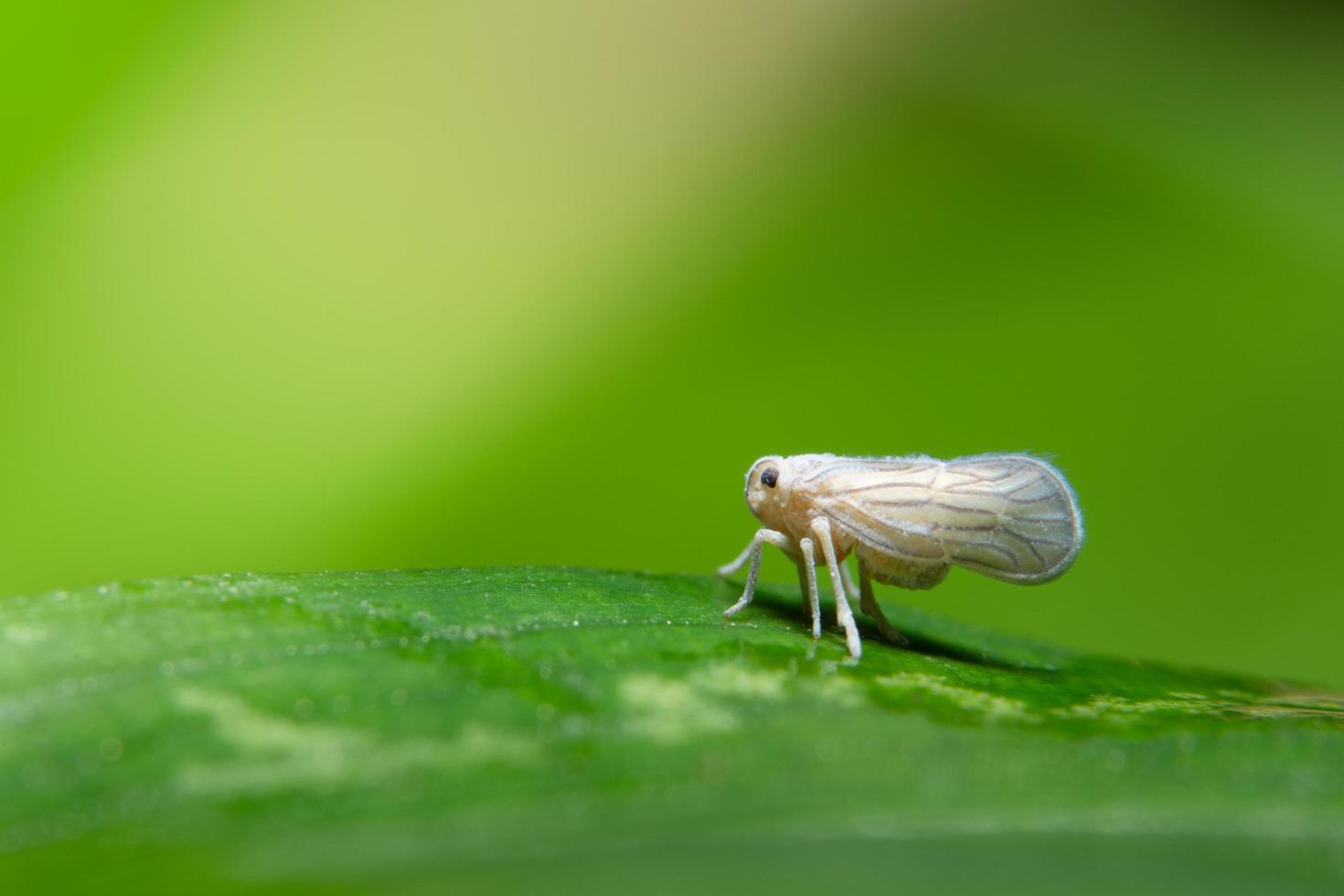 Macro leafhopper insect  photo