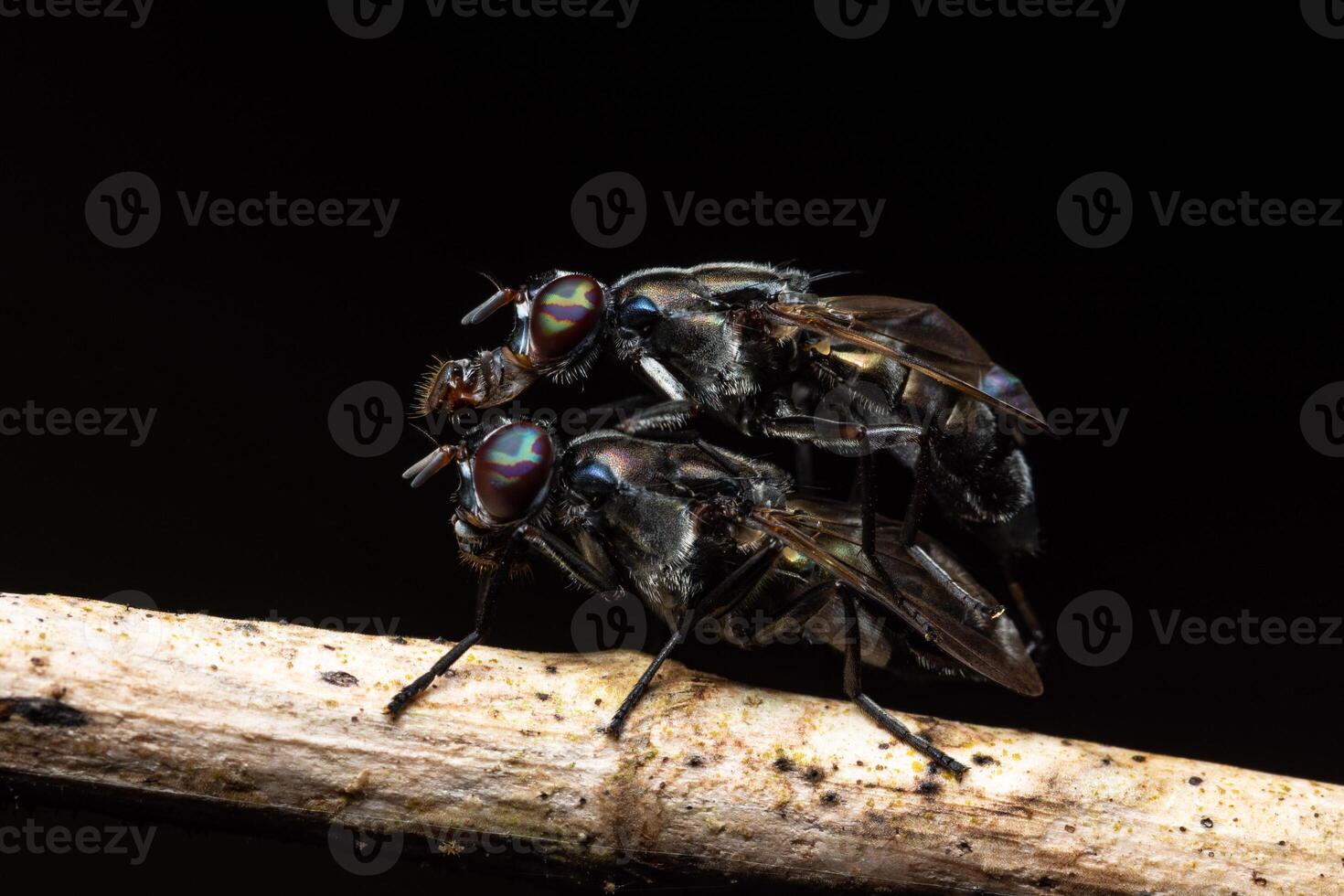 Black fruit flies mating photo