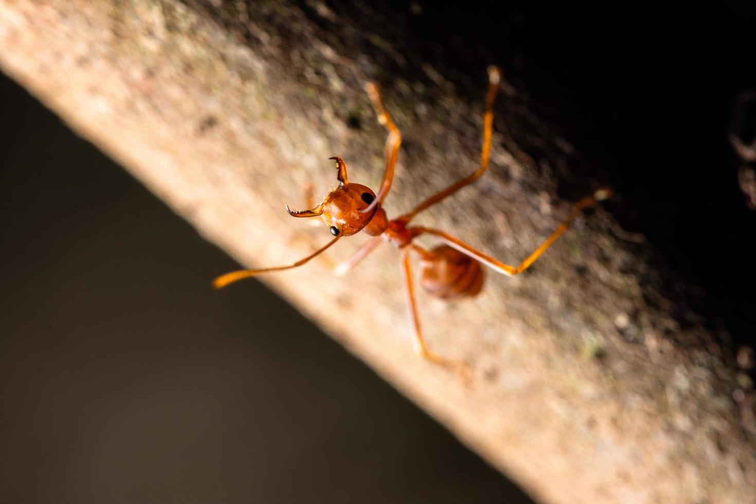 Macro ant hangs from tree photo