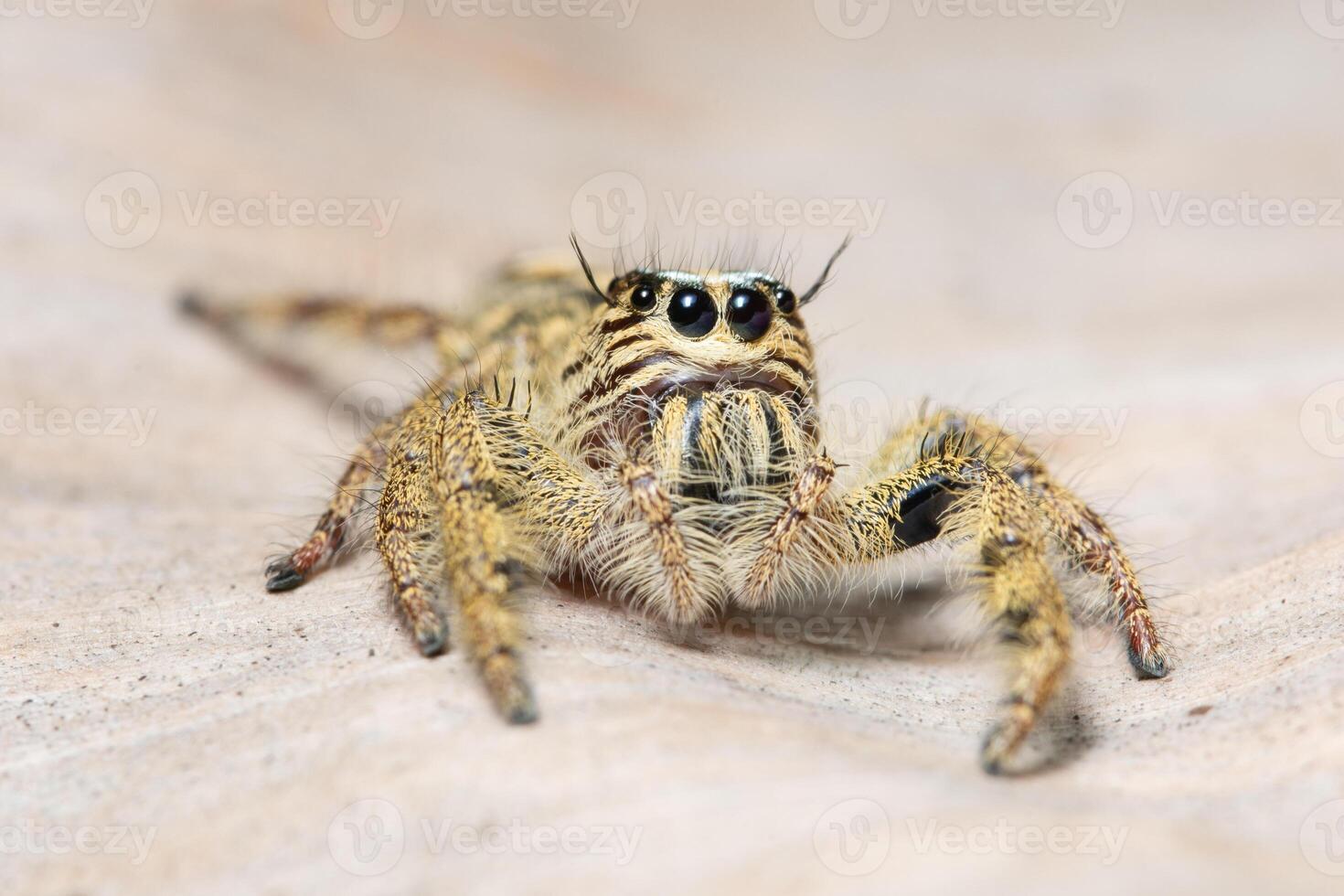 Yellow macro spider photo