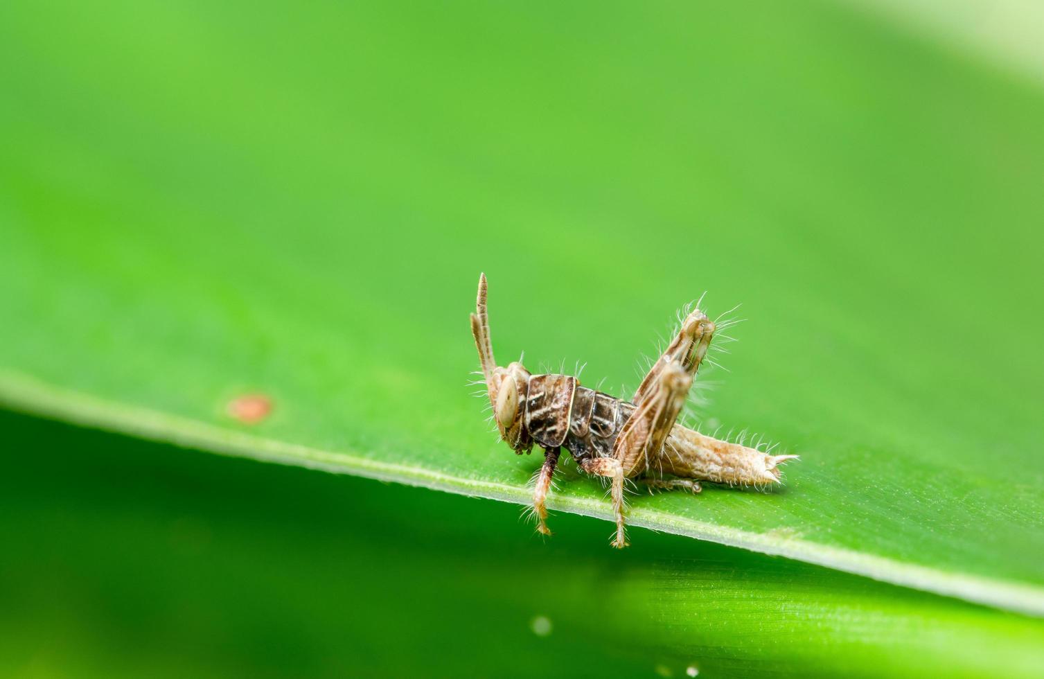 Macro grasshopper on plant photo