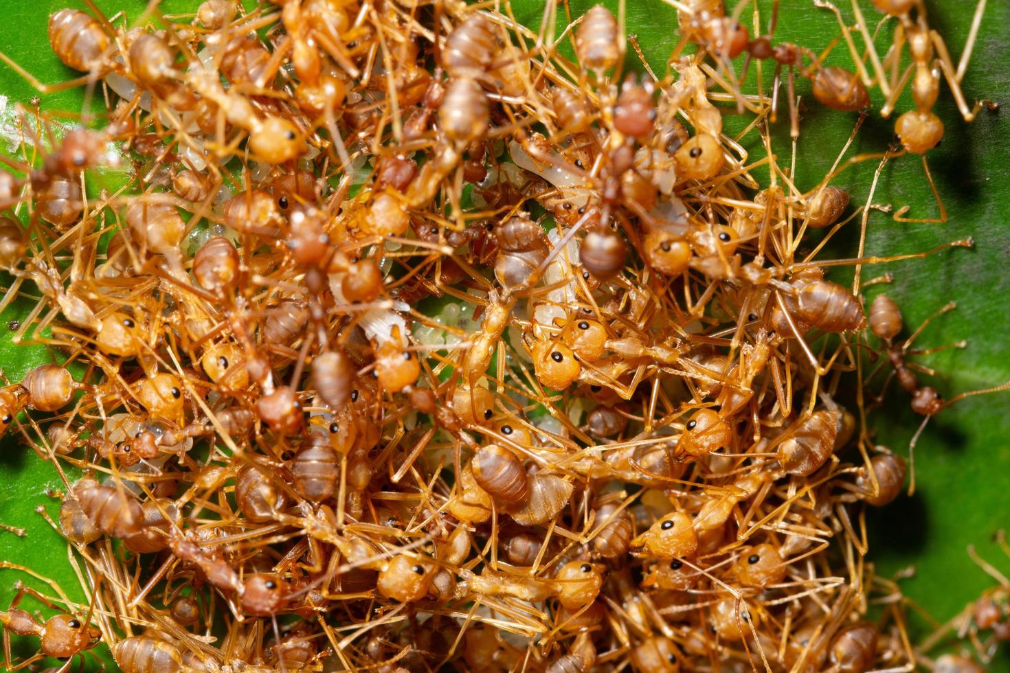 Macro ant colony  photo