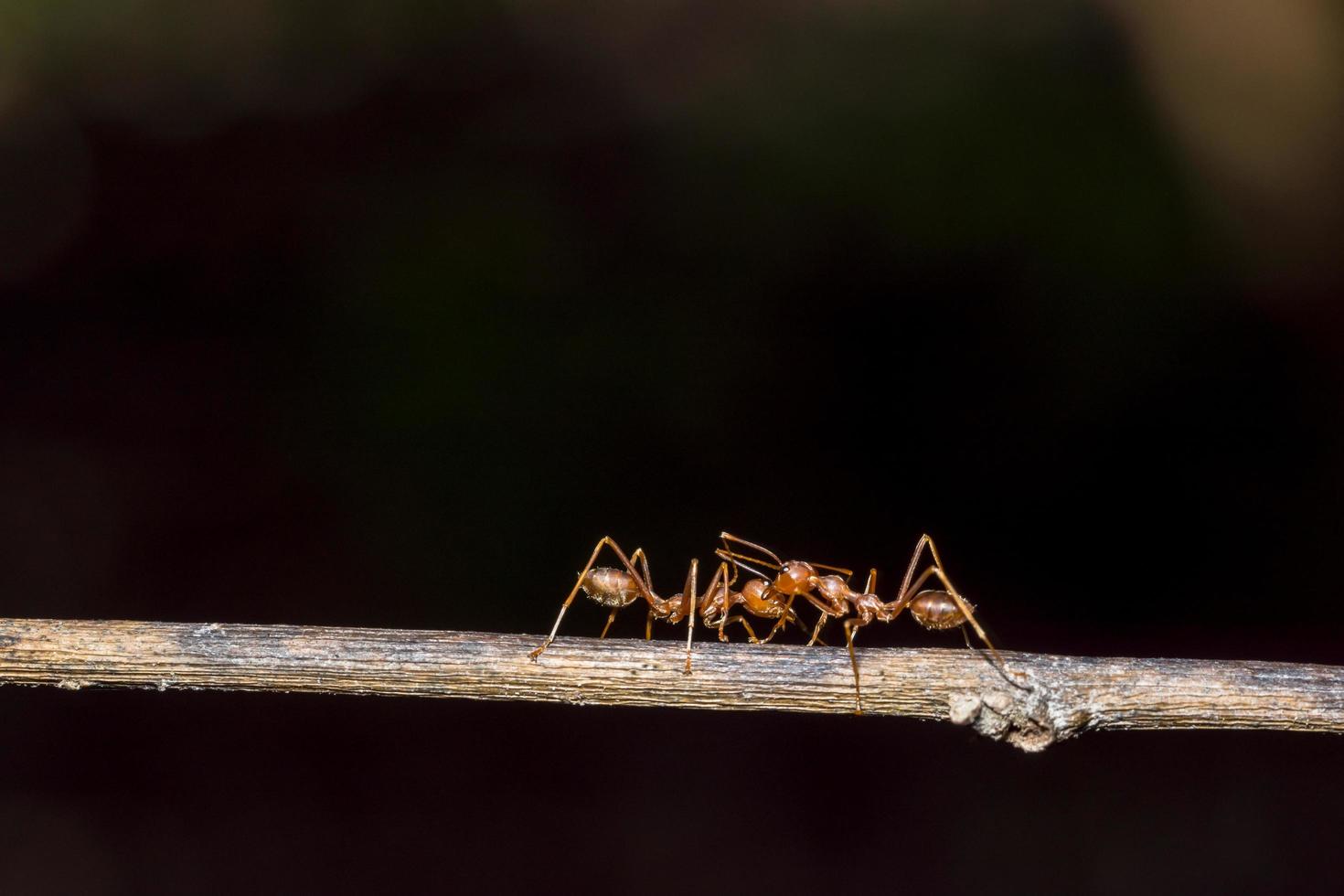 Macro red ants photo