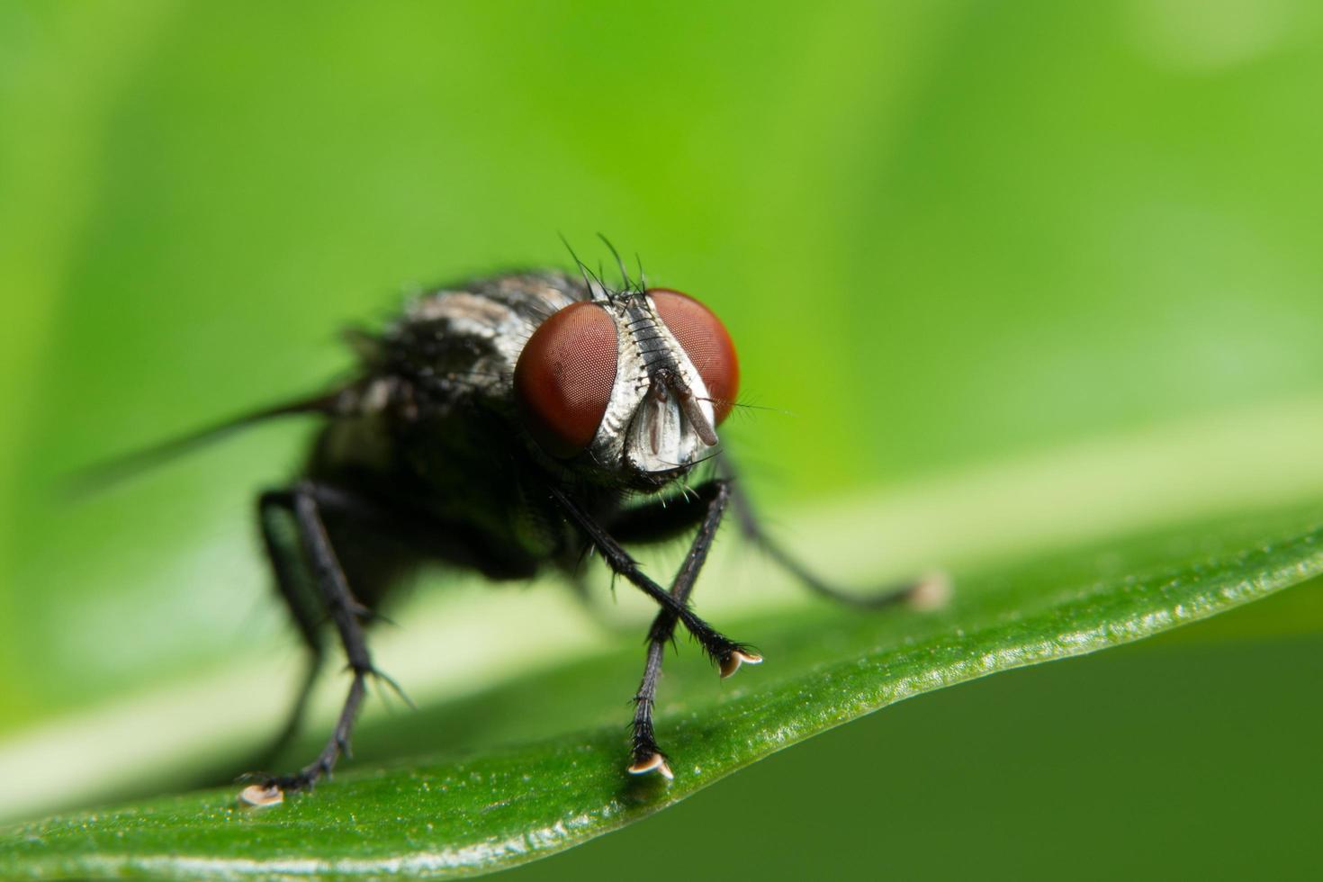 Fly on a leaf photo