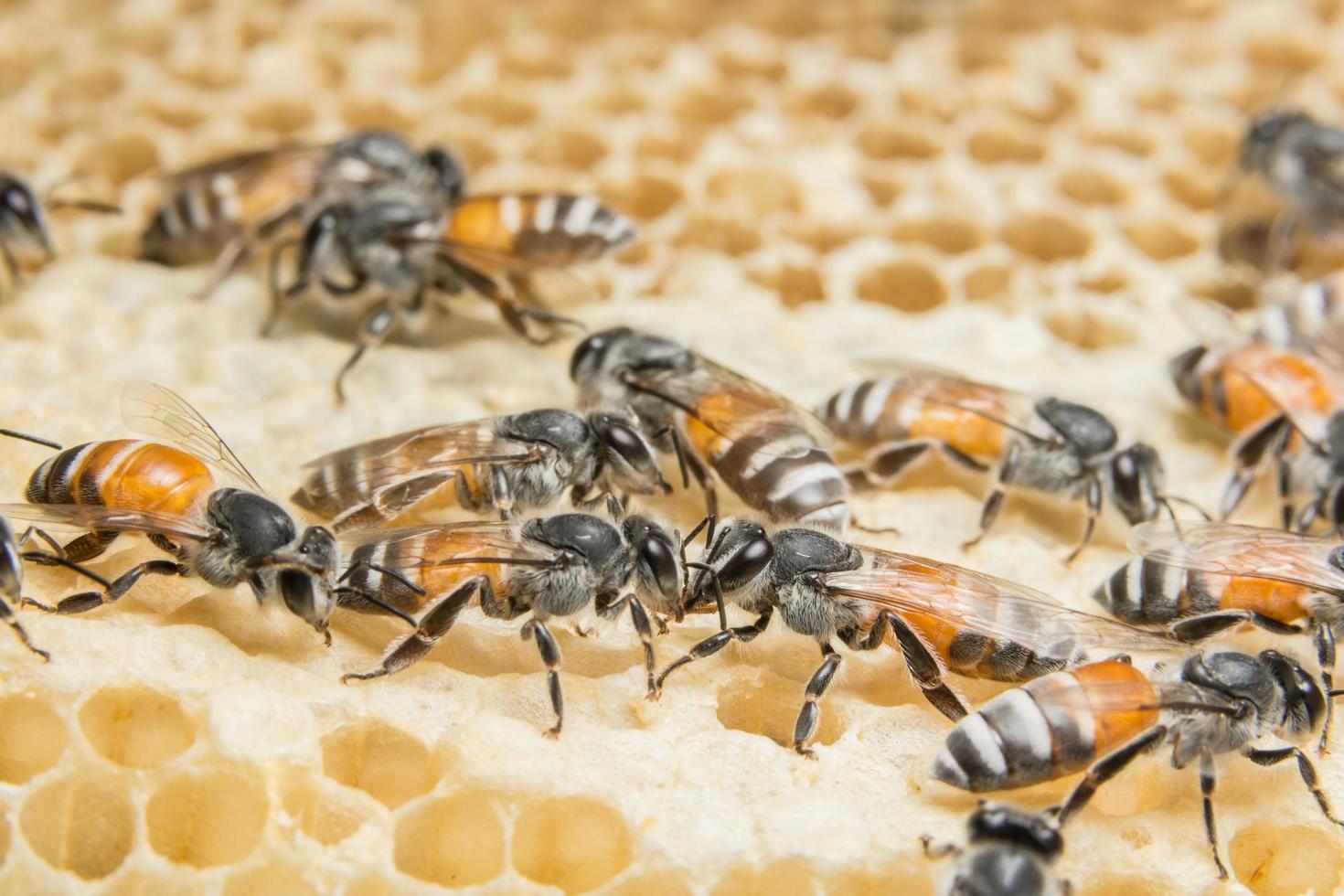 abejas de panal en colmena foto