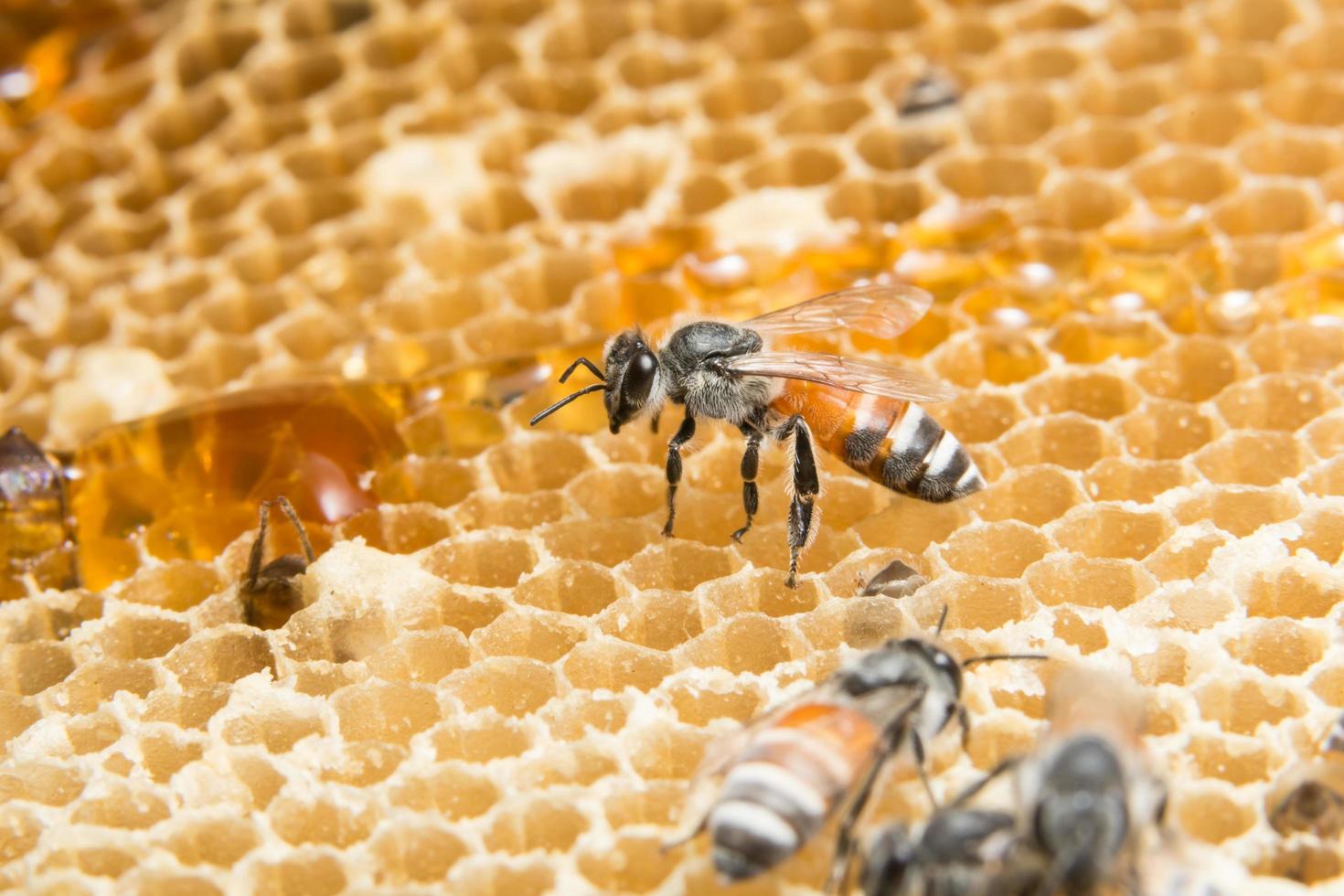 miel y abeja en colmena foto