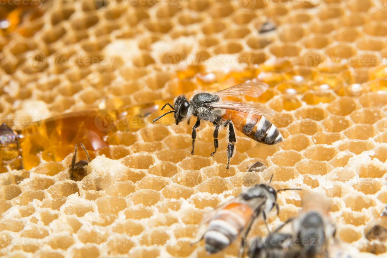 Honey and bee in beehive photo