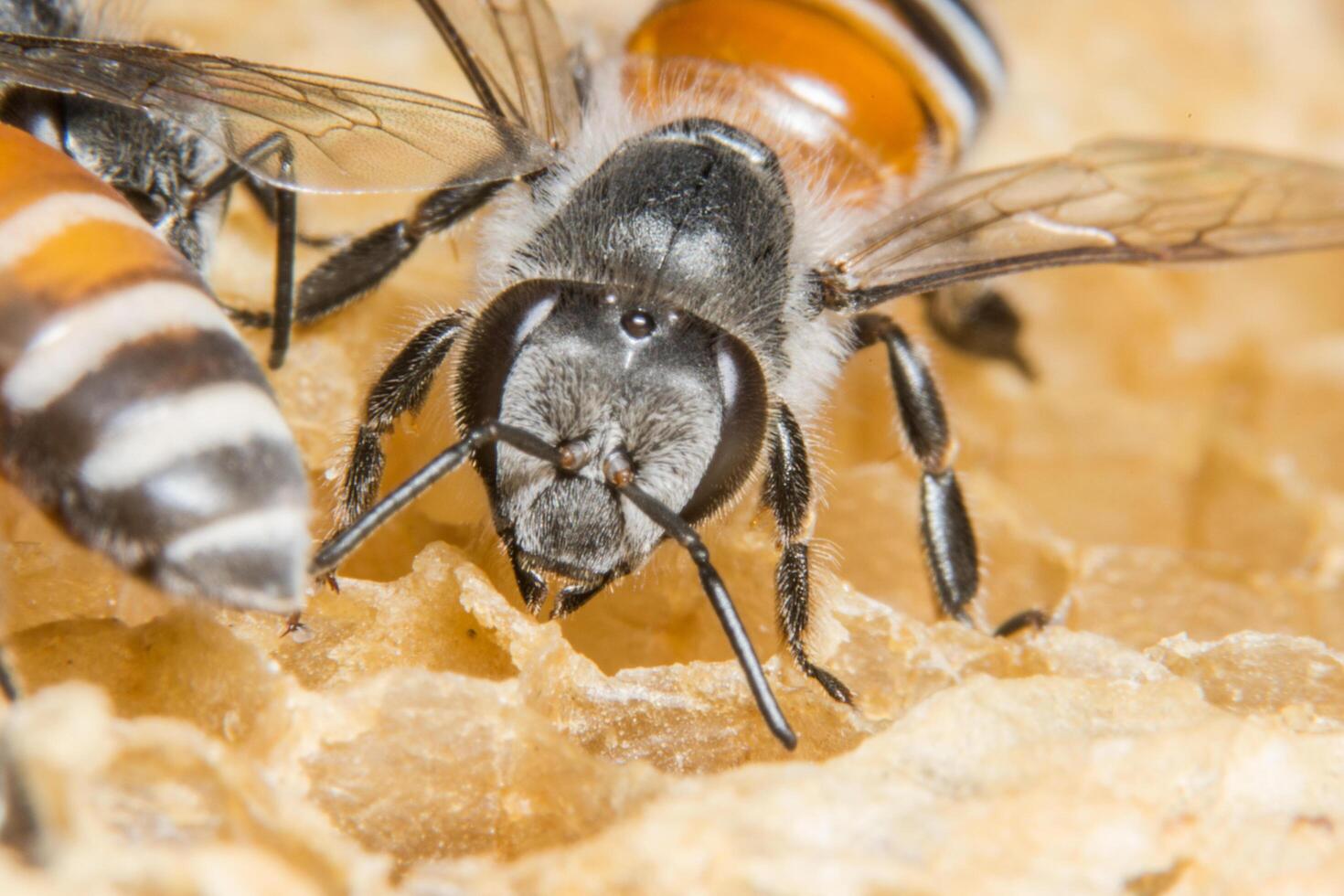 honeycomb bee in beehive photo