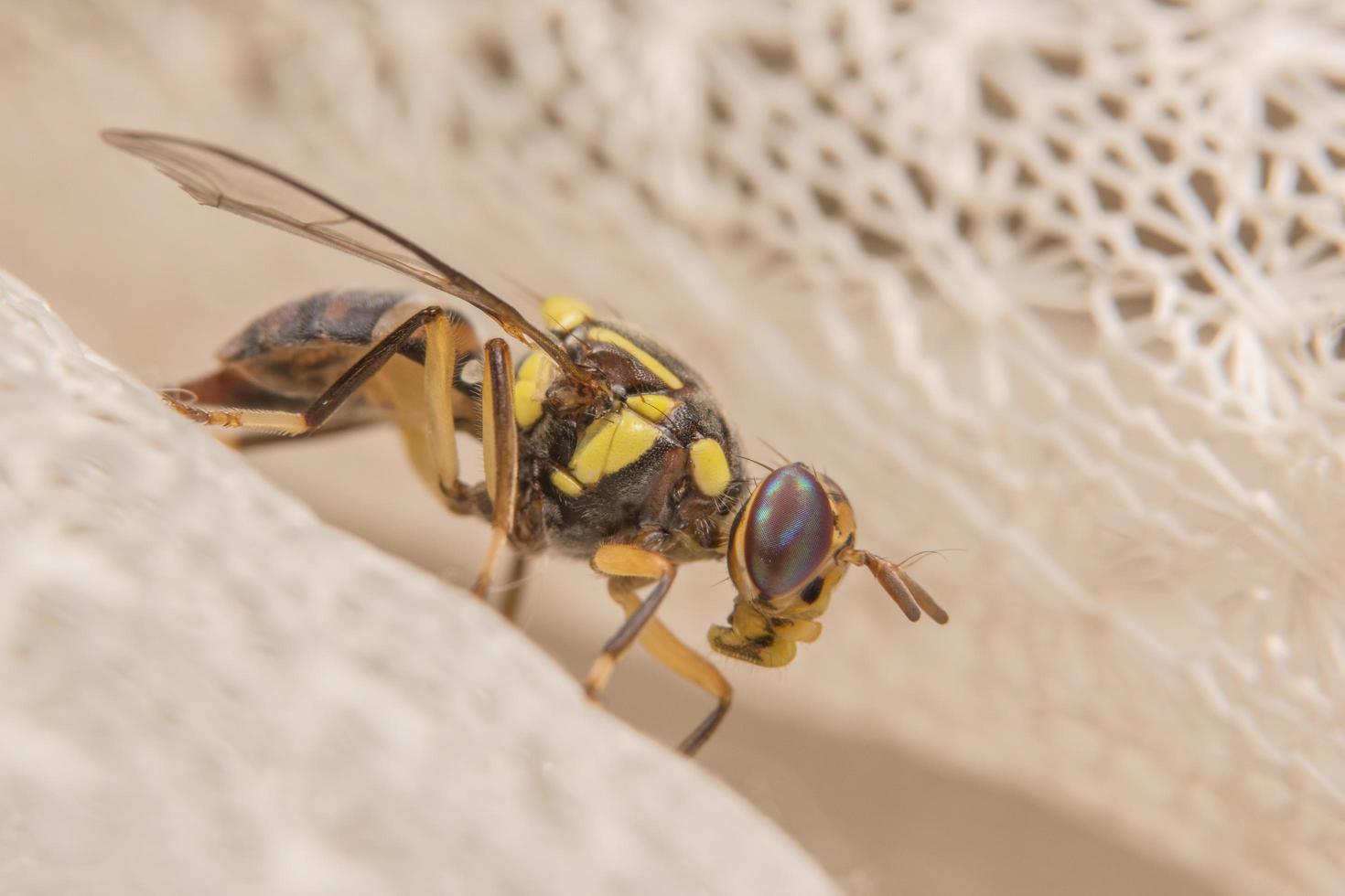 macro de drosophila melanogaster foto