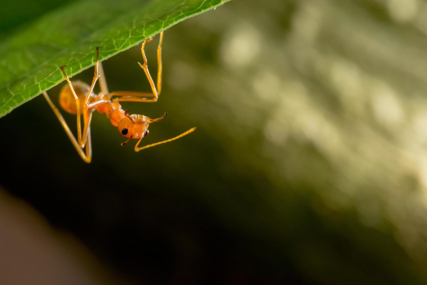 Red ant on leaf photo