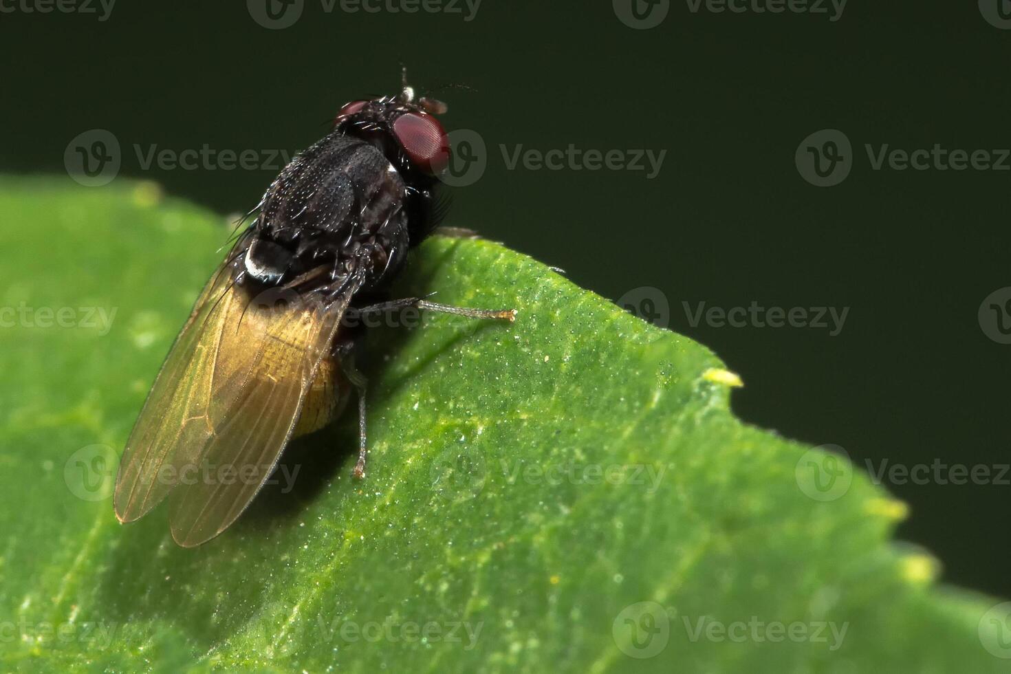 cierre sobre mosca de la fruta en el borde de la hoja foto