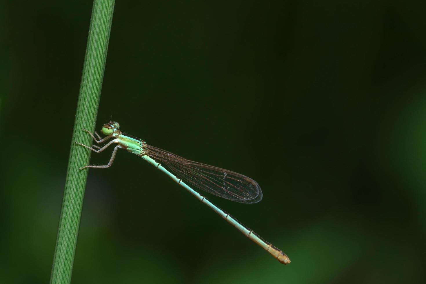 Insect close-up of Damselfly photo