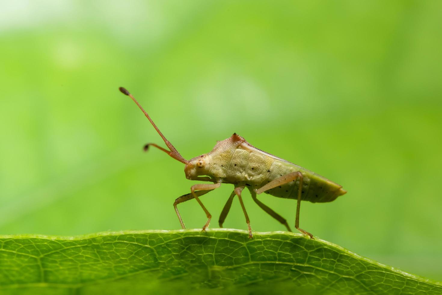 Closeup of brown assassin bug on leaf photo