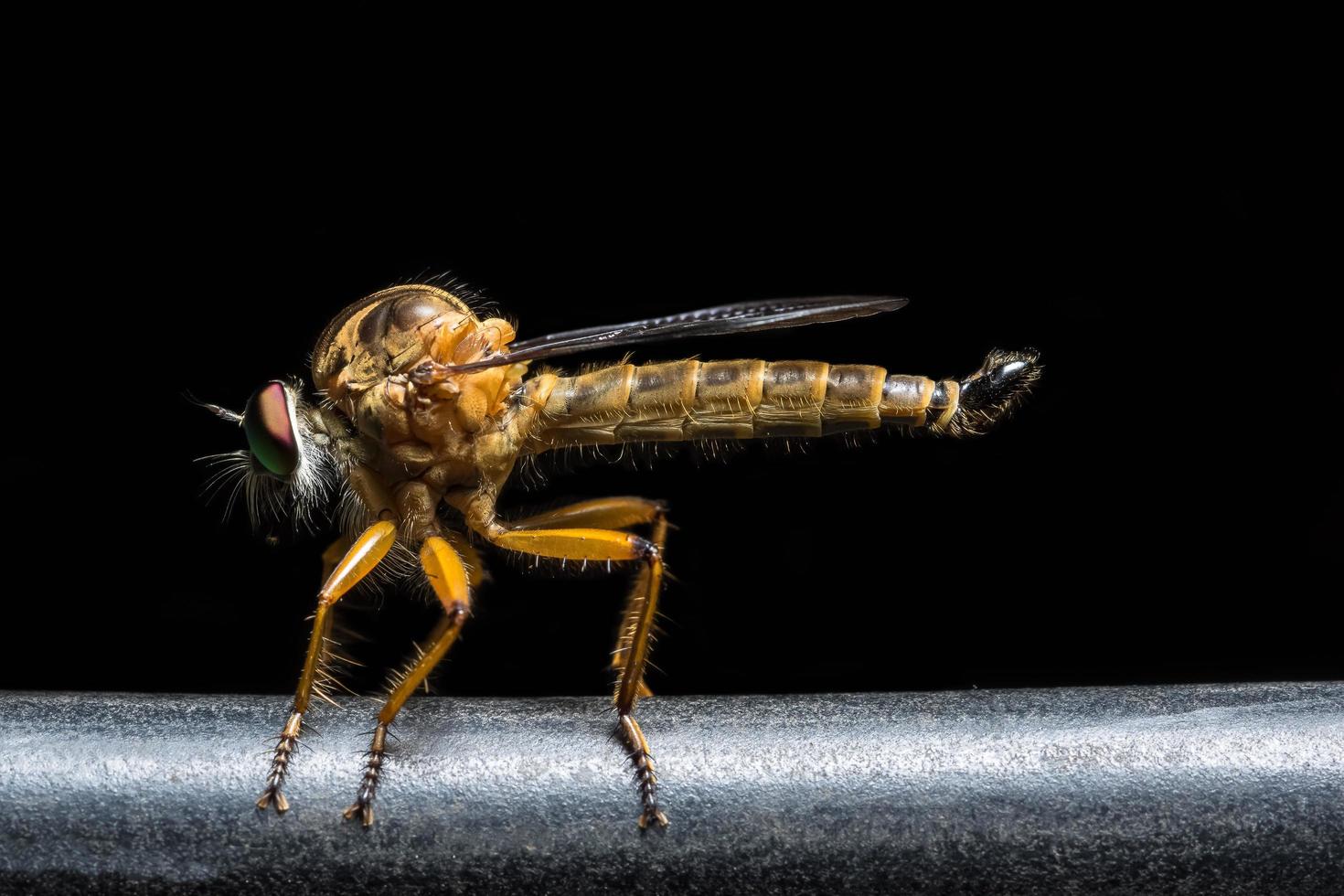 Close up of robber fly on black background photo