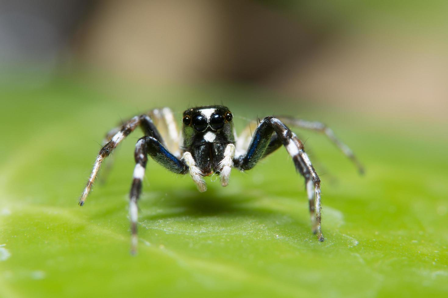 Close up of spider on green leaf photo