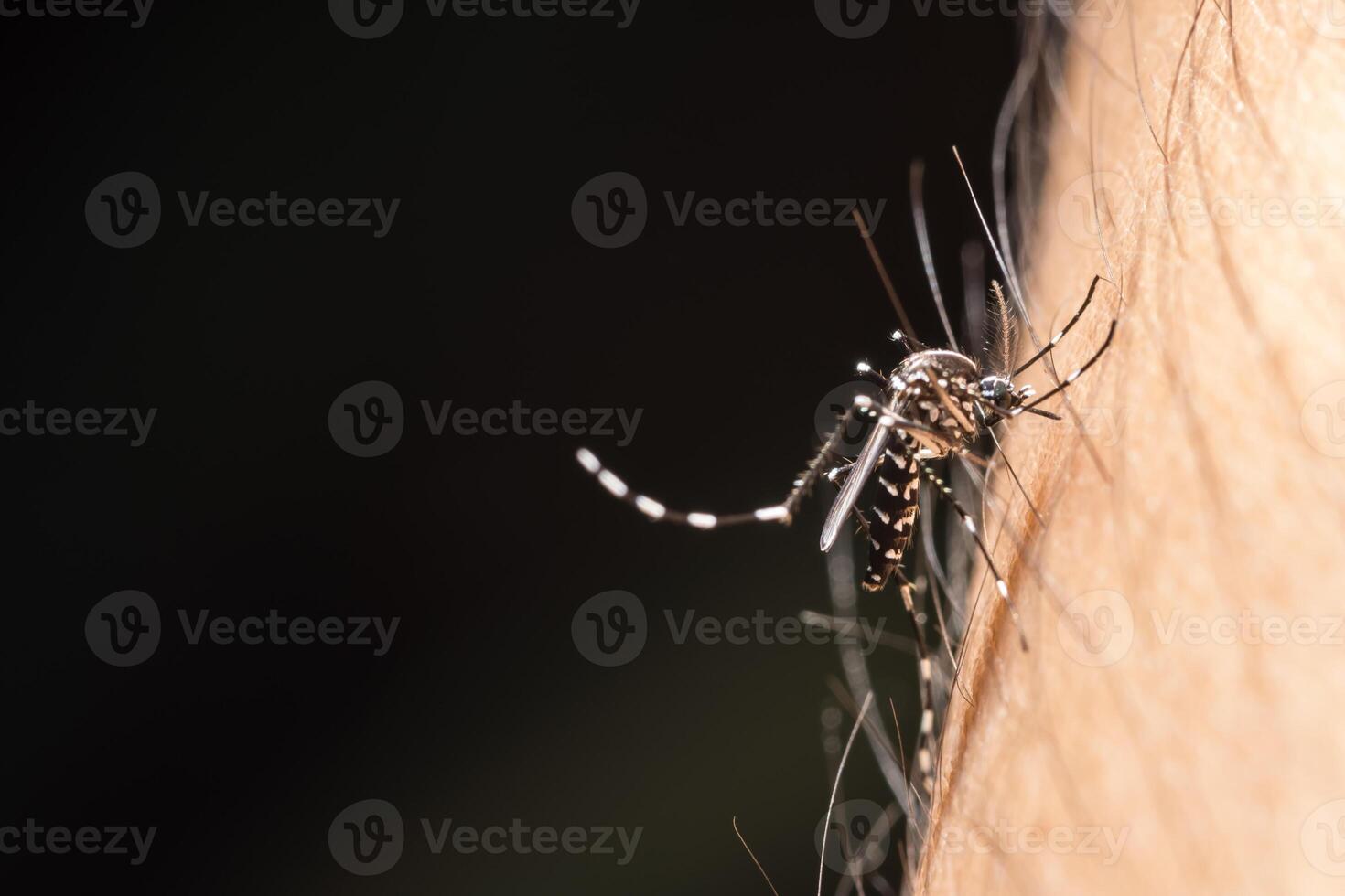 Mosquito bites human skin photo