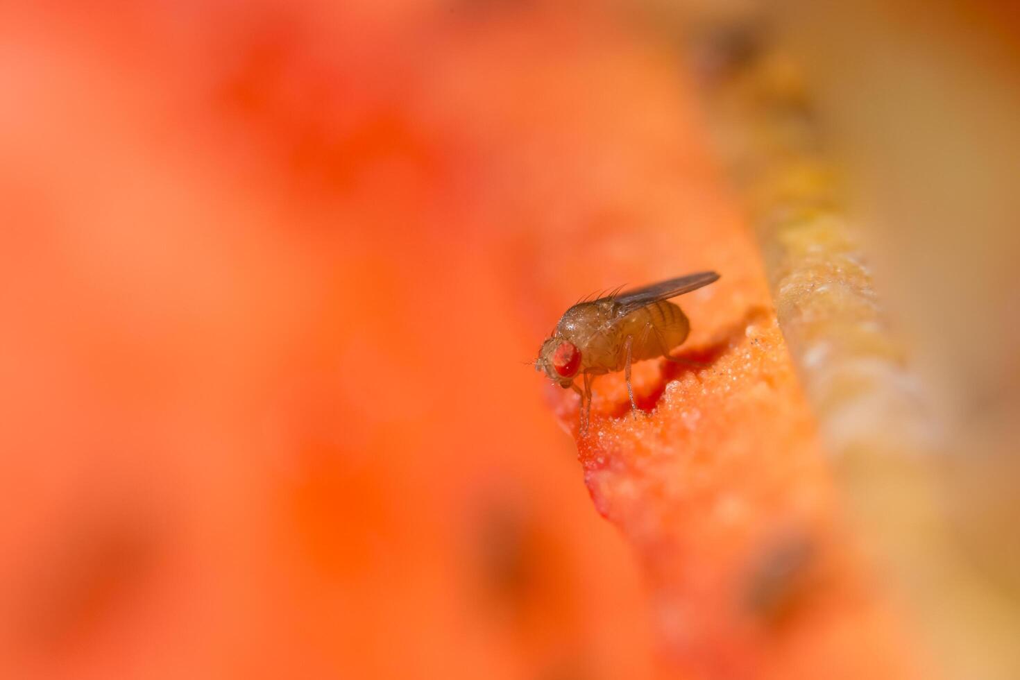 mosca de la fruta drosophila foto