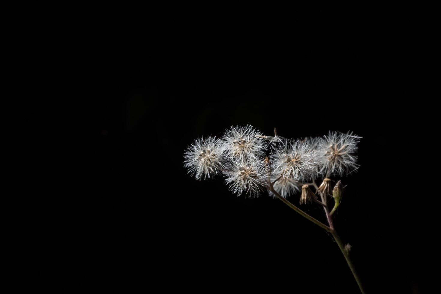 flores silvestres sobre fondo negro sólido foto