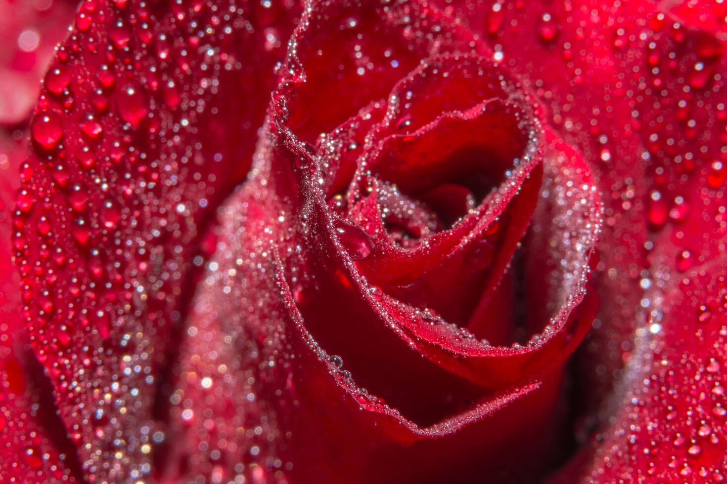 gotas de agua sobre rosas rojas foto