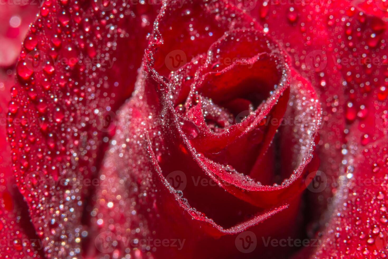 gotas de agua sobre rosas rojas foto