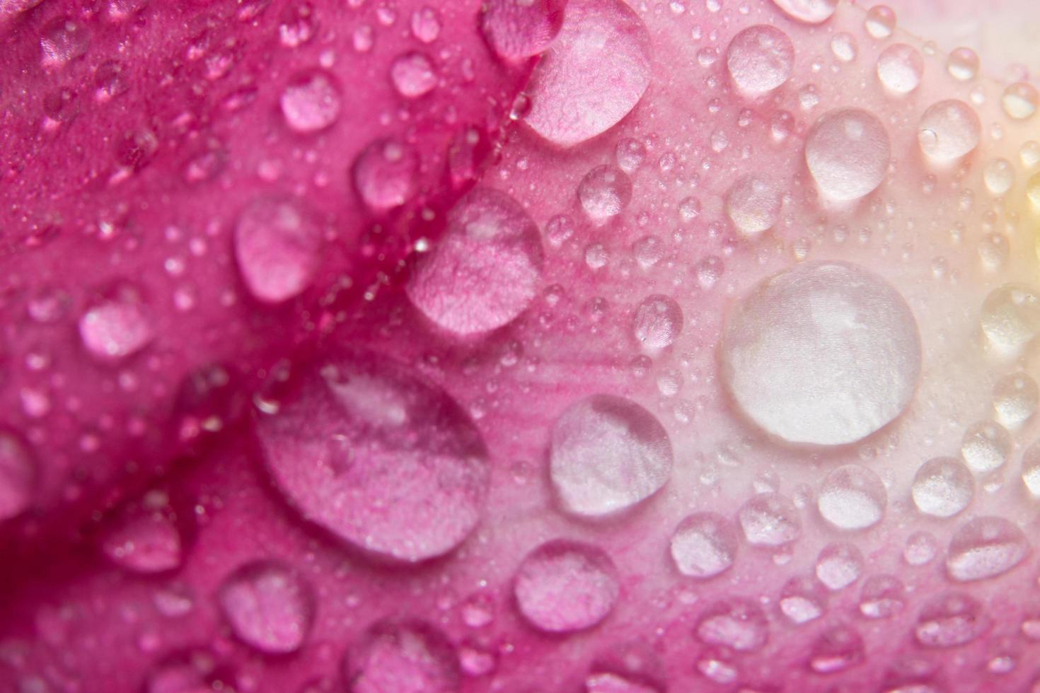 Macro water droplets on flower  photo