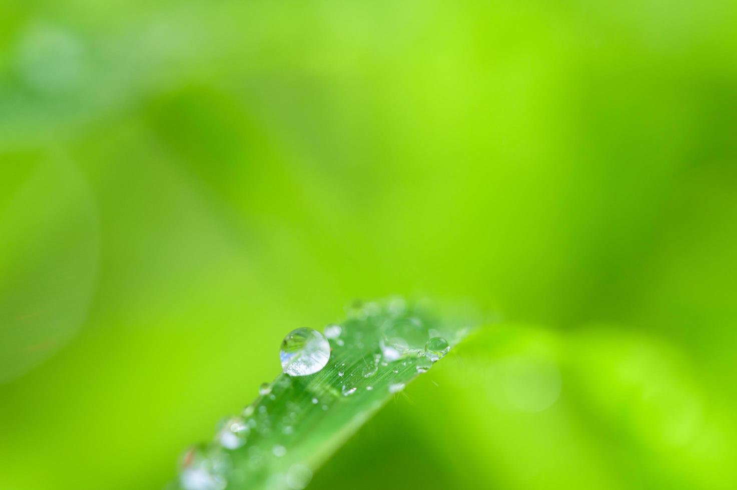 Water drops on leaves photo