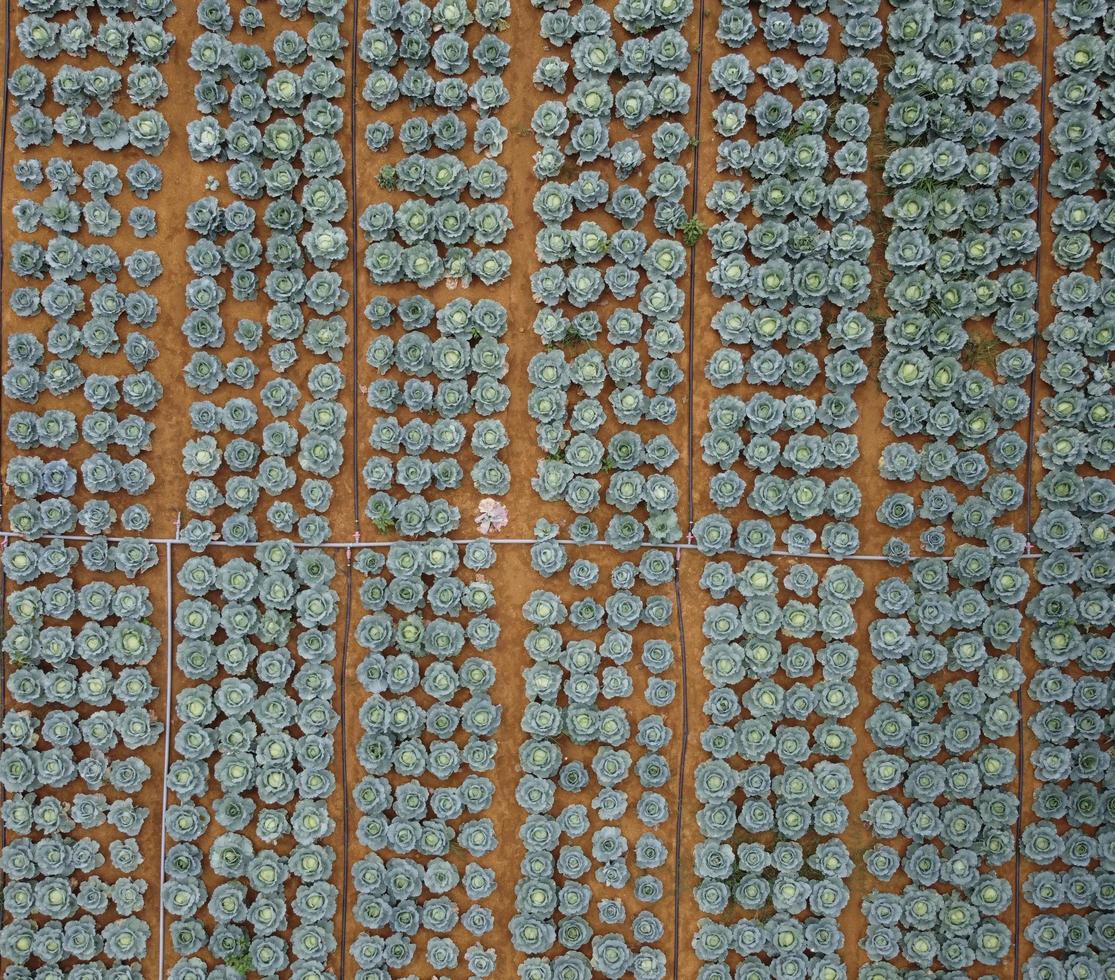 Aerial view of cabbage field photo