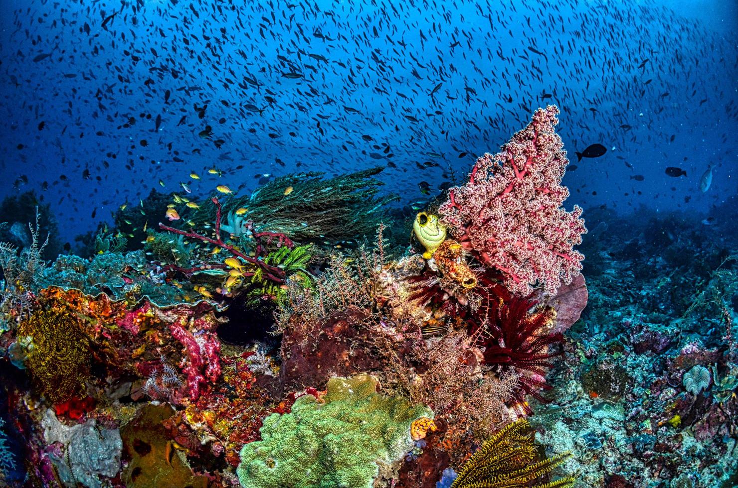 primer plano de arrecife de coral foto