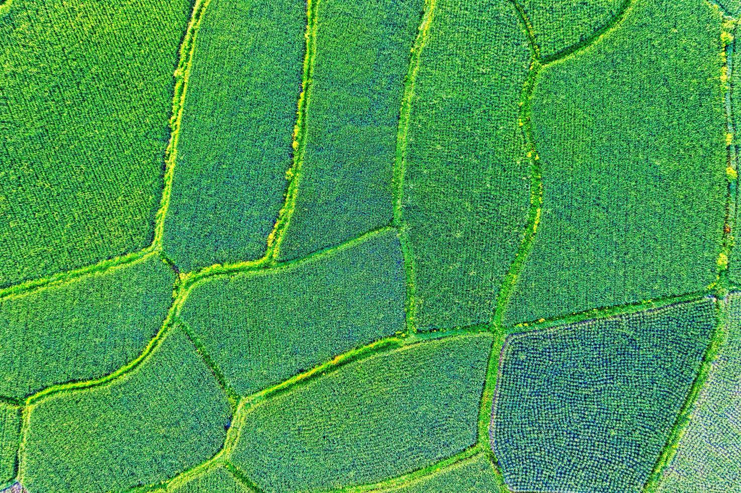 Aerial view of field of rice photo