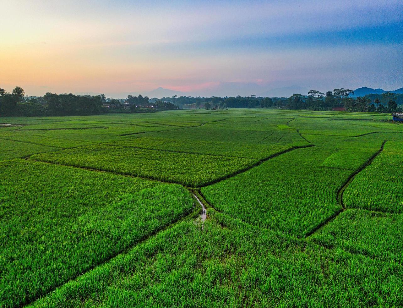 Aerial view of rice field photo