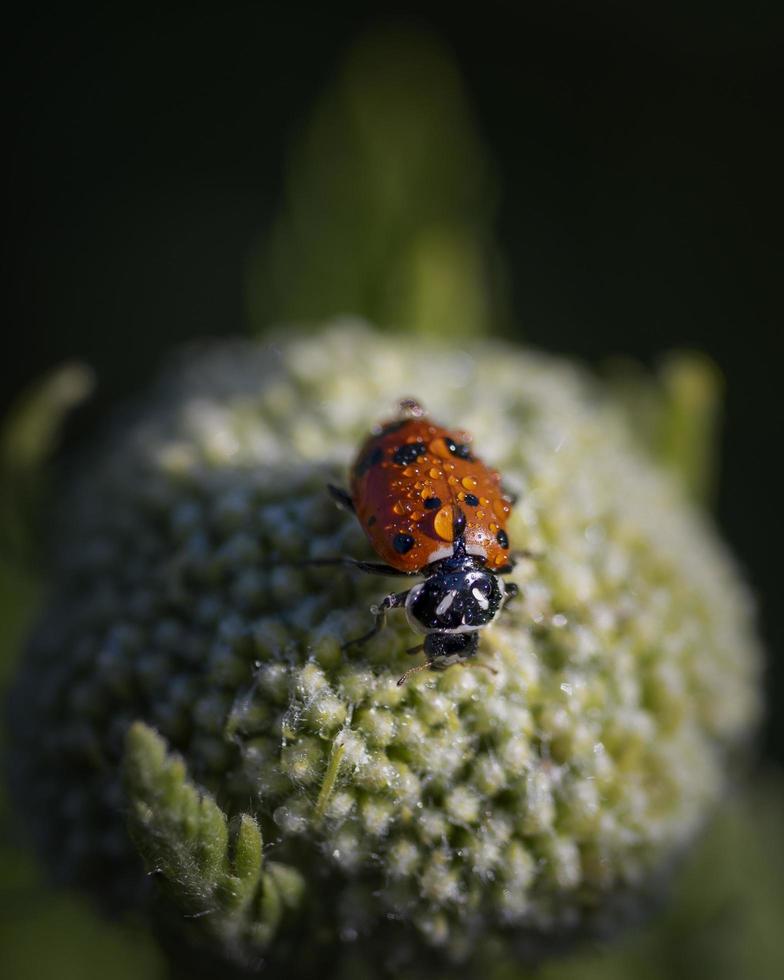 Ladybug on plant photo