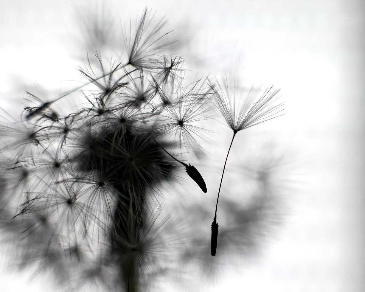 White dandelion silhouette photo