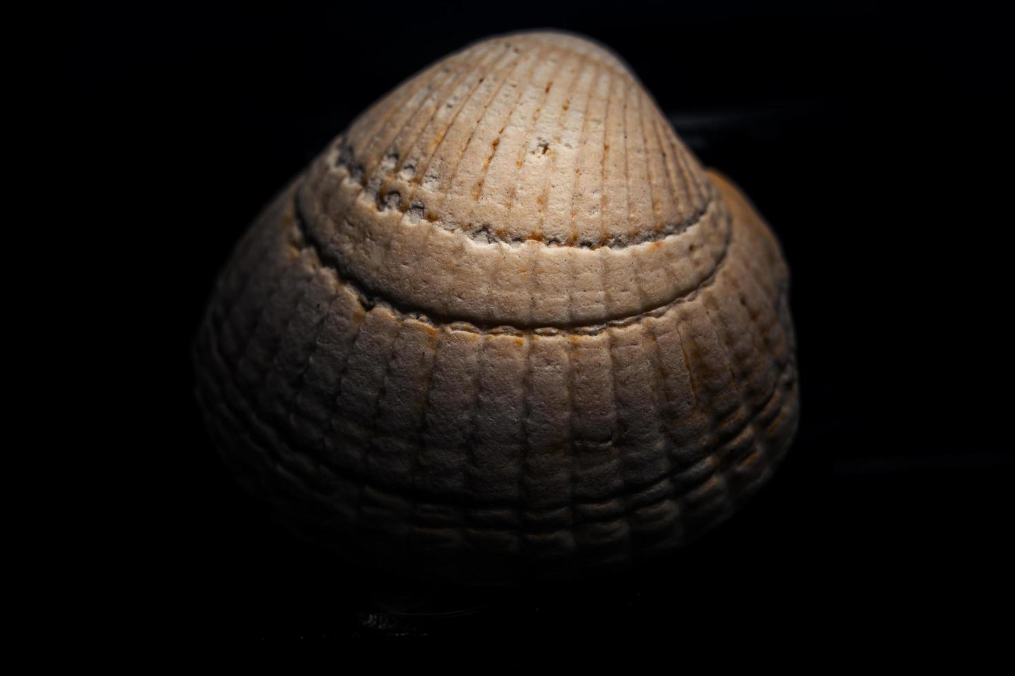 Seashell on black background photo