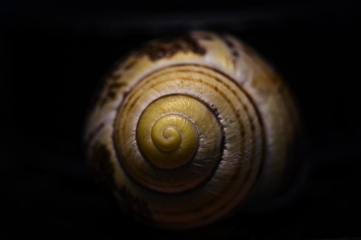 Yellow and black snail shell photo