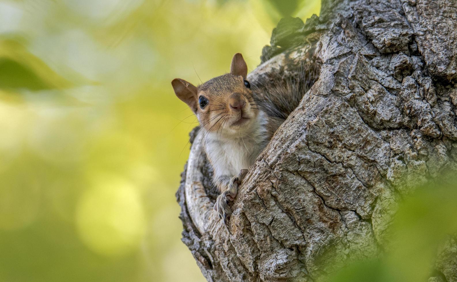 Squirrel in tree photo