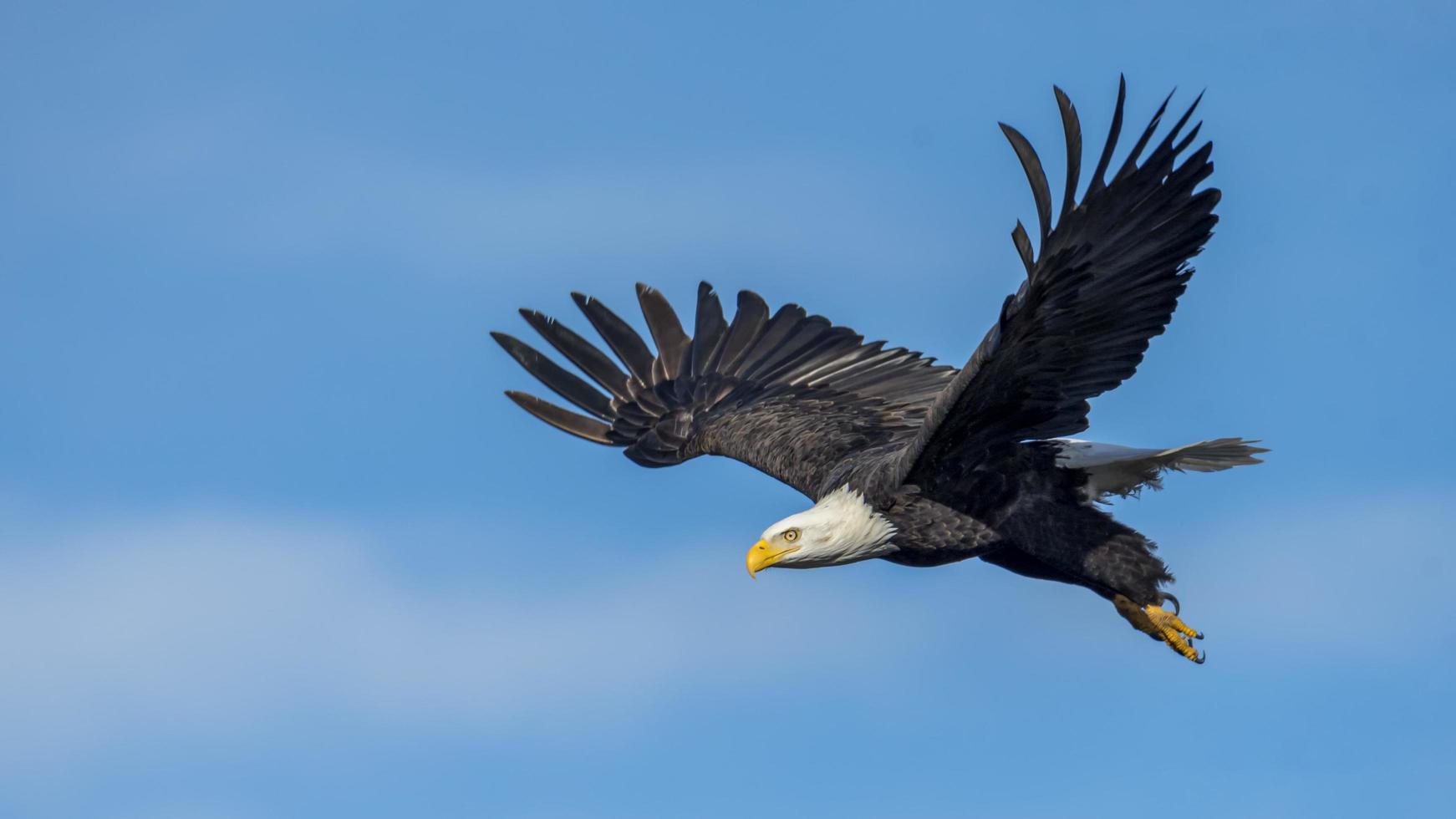 águila calva en vuelo foto