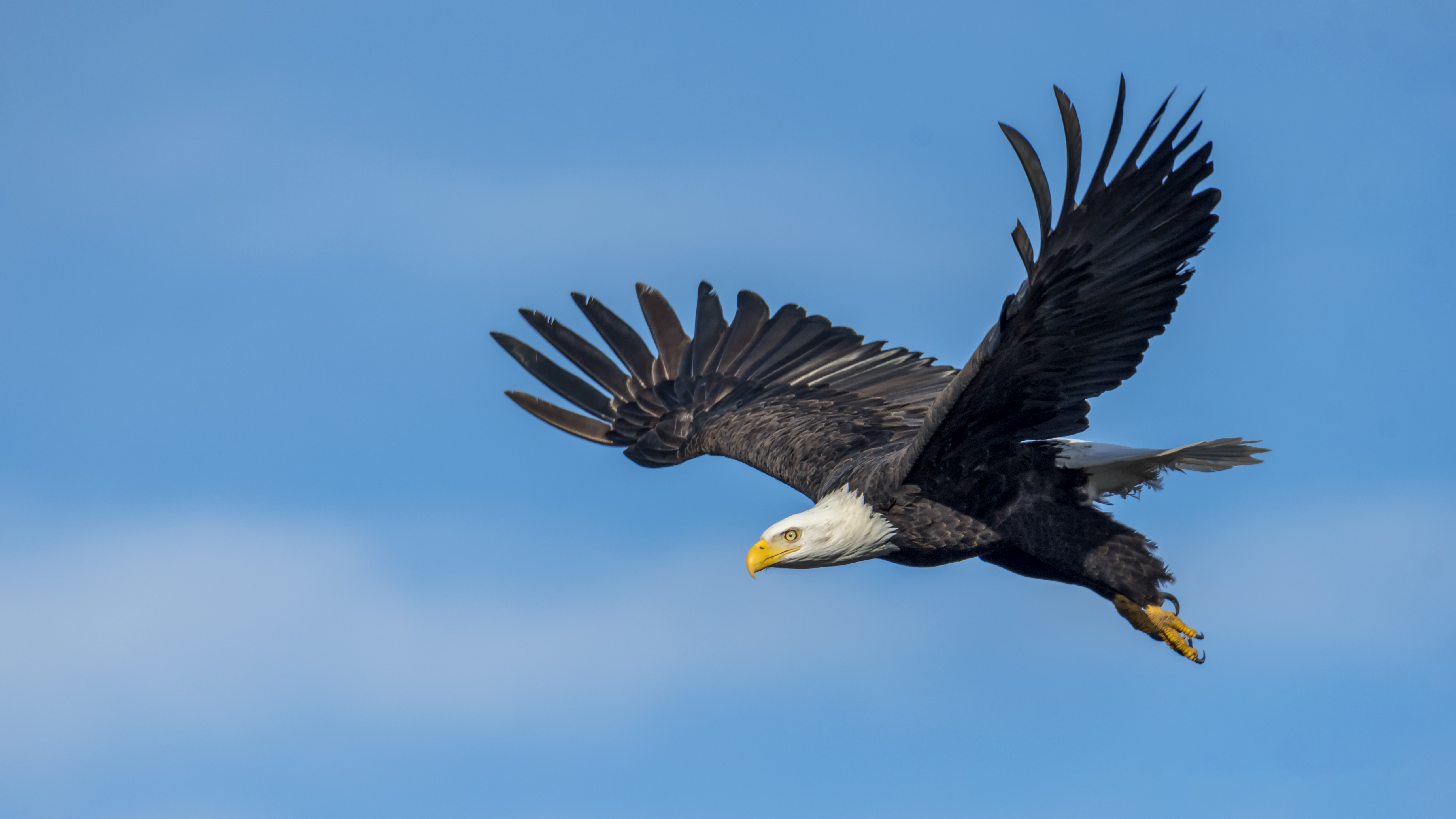 Aguila Imágenes, Fotos y Fondos de pantalla para Descargar Gratis