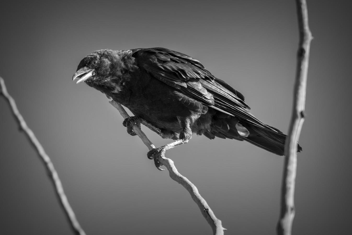 Bird perched on branch photo