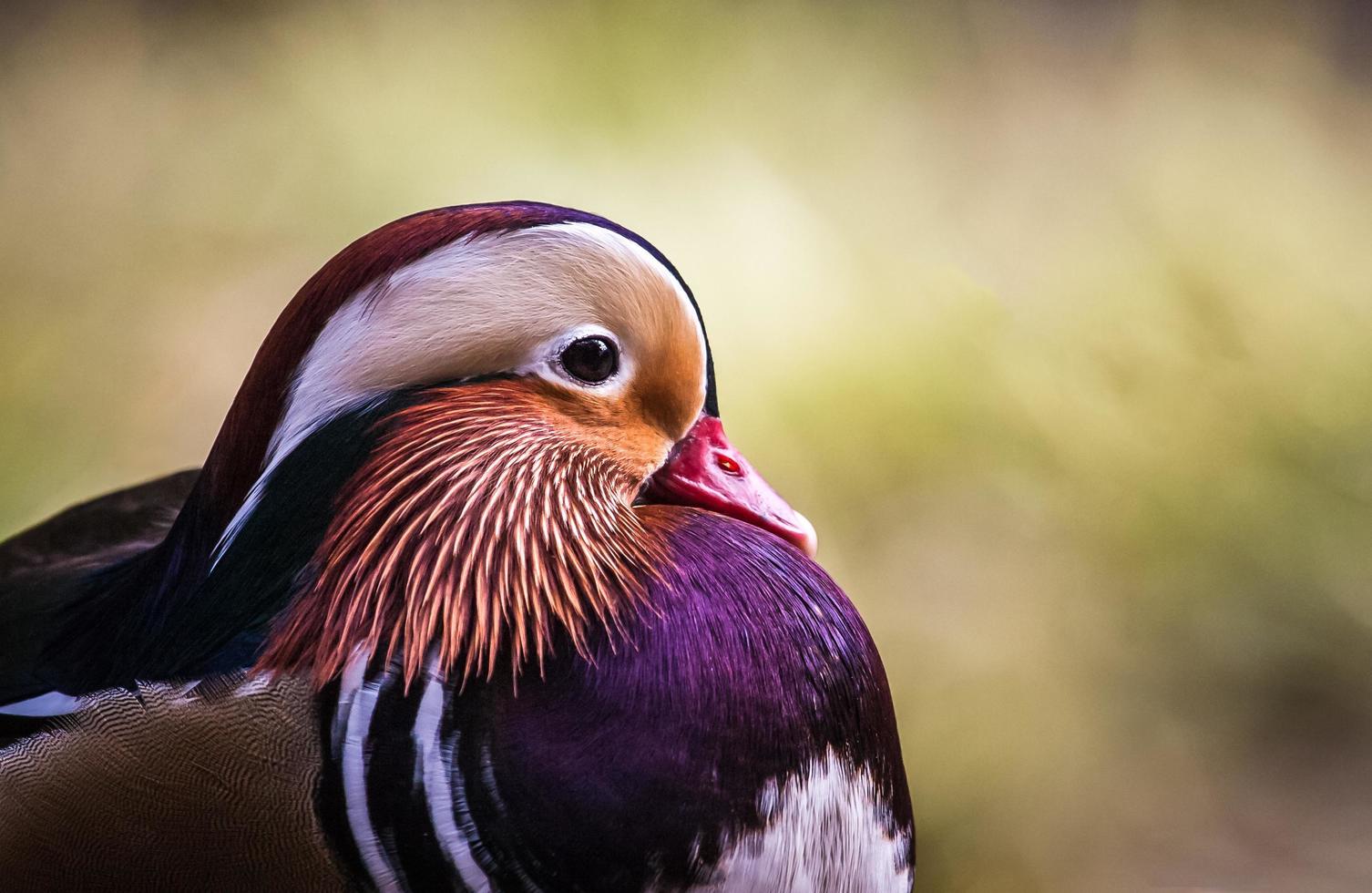 primer plano del pato mandarín foto